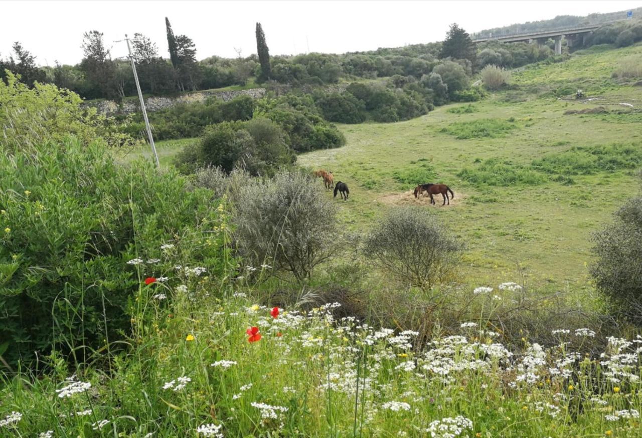 Albero Della Musica Bed and Breakfast Sassari Eksteriør billede
