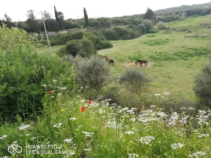Albero Della Musica Bed and Breakfast Sassari Eksteriør billede